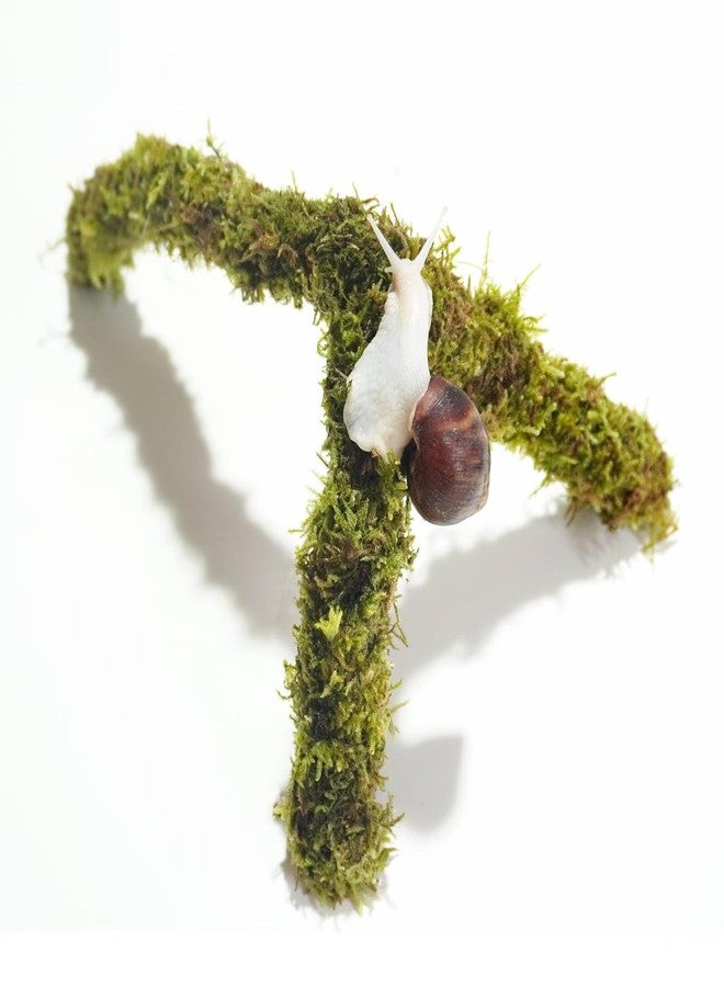 Begeterday 12 Inch Pet Snail Climbing Toys, Ideal Snail Terrarium Accessories, Perfect for Pet Snails That Like to Climb - Image 1